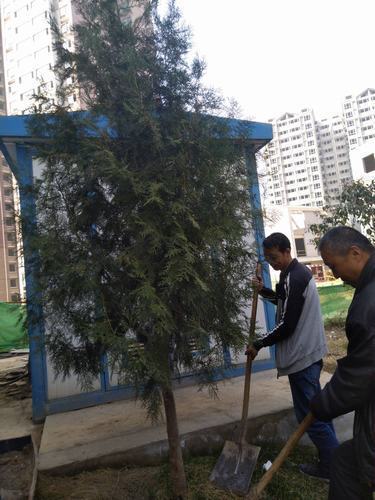 銅煤公司第十二項(xiàng)目部組織職工開展植樹活動(dòng)