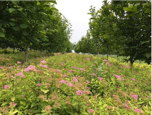 陜西綠宇園林公司：堅持改革不打烊 苗圃發(fā)展現(xiàn)成效