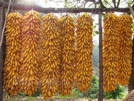 立秋節(jié)氣之由來