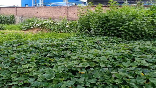 陜煤建設(shè)洗選煤運(yùn)營(yíng)公司紅柳林洗煤廠項(xiàng)目部：職工“菜園子”，舒筋又舒心