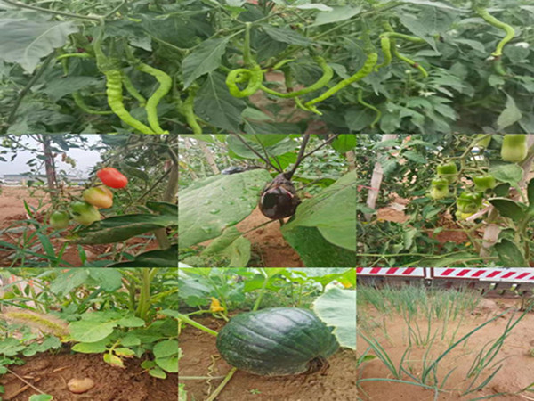 陜煤建設(shè)咸陽分公司第九項目部：碩果累累的“菜園子”，滿滿當(dāng)當(dāng)?shù)摹安嘶@子”