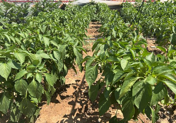 陜煤建設(shè)天工公司土建十七項(xiàng)目部：“蔬新”的菜園子