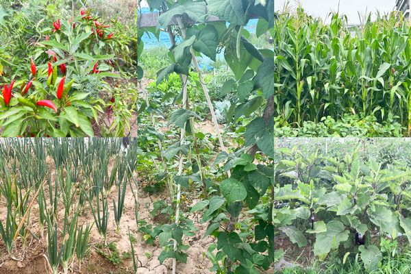 陜煤建設(shè)天工公司土建第七項目部：小小“菜園”，播種即是收獲