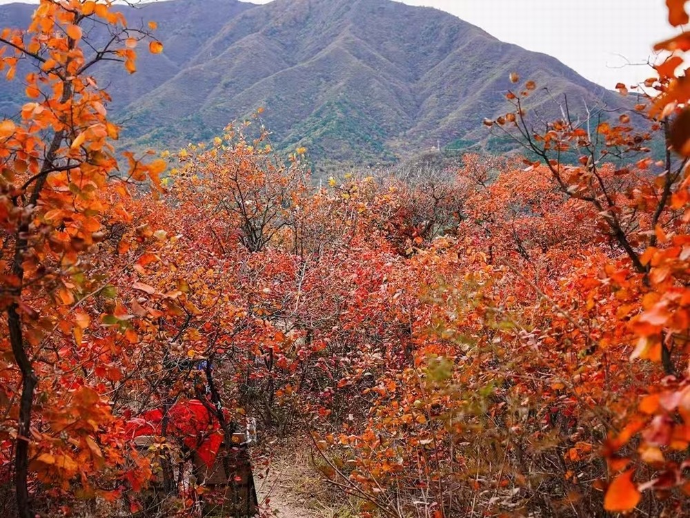 紅葉燃情，歷史鑄魂