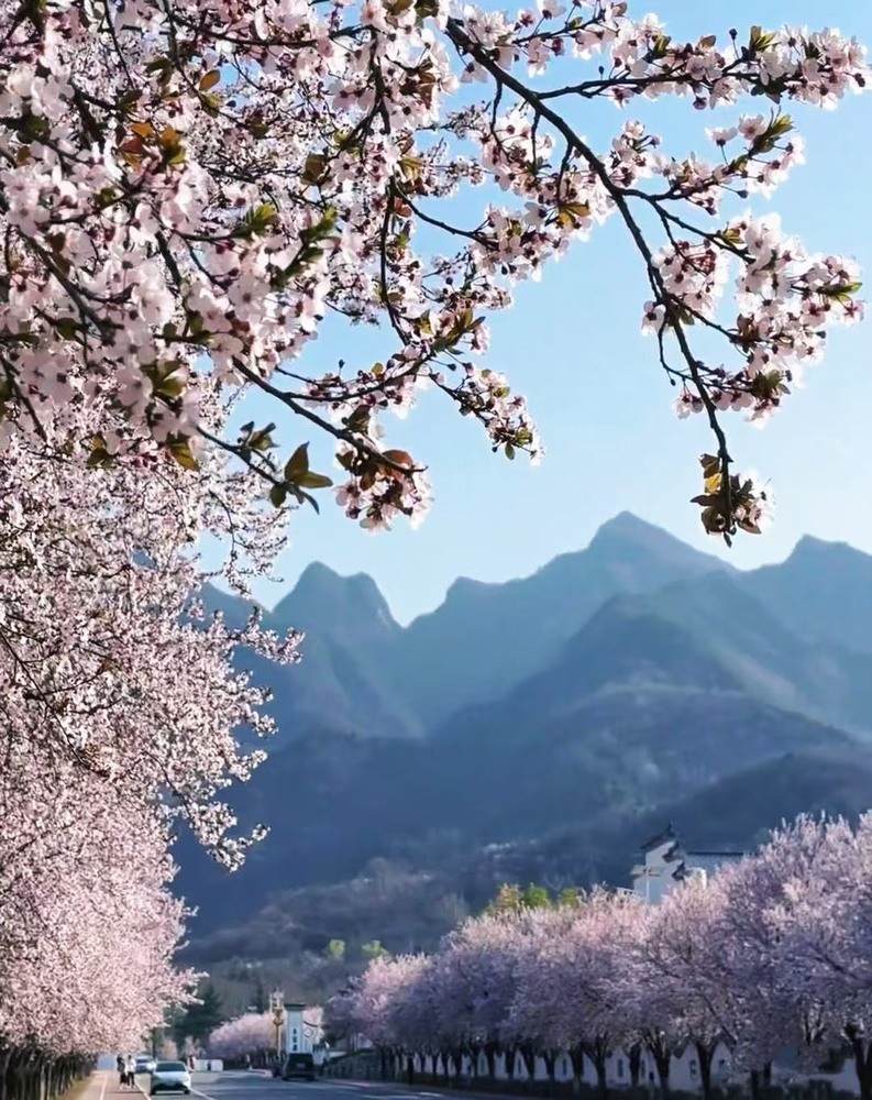 邂逅春櫻，期許四季