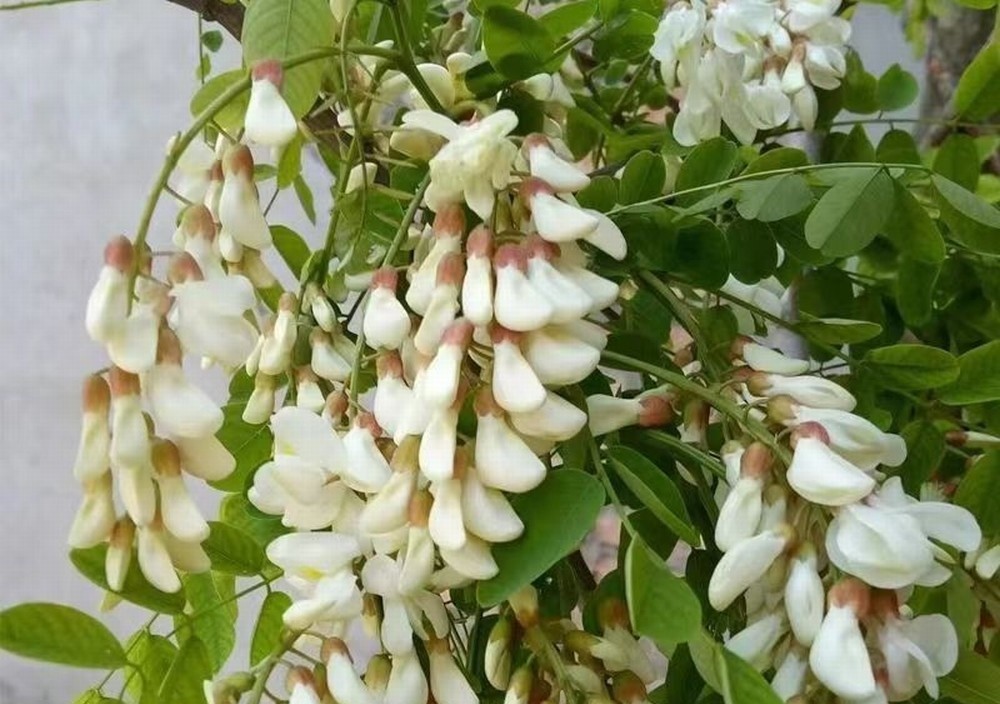 走！鉤洋槐花去！