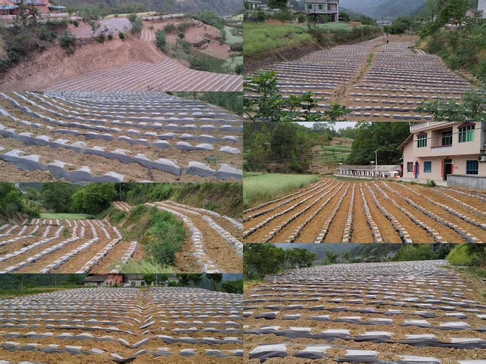 陜煤建設(shè)定點幫扶村：打響烤煙種植抗旱攻堅戰(zhàn)